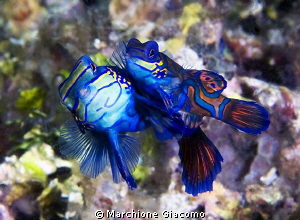 Mandarine fishes 
Nikon D800E , 105 micro Nikon, twin st... by Marchione Giacomo 